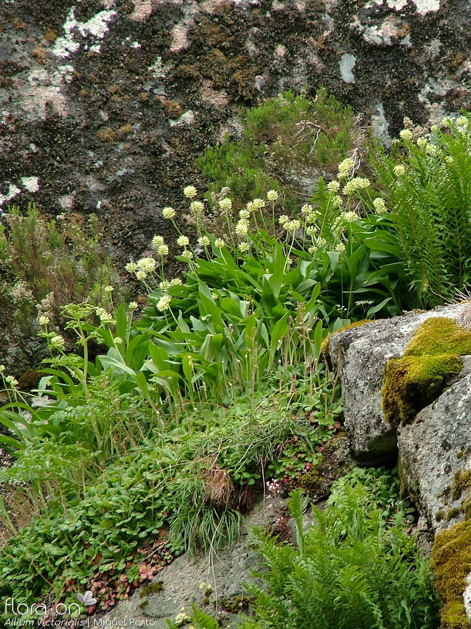 Allium victorialis - Habitat | Miguel Porto; CC BY-NC 4.0