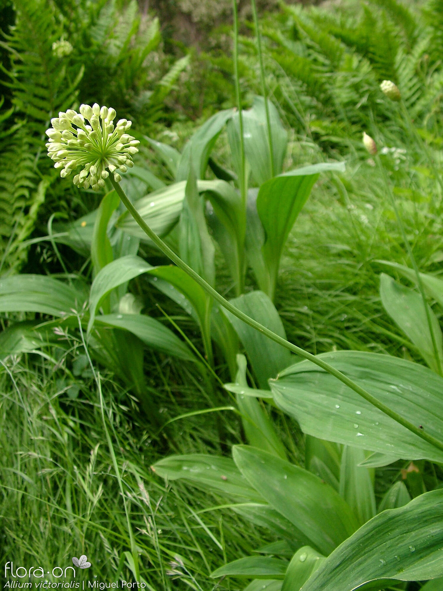 Allium victorialis - Flor (geral) | Miguel Porto; CC BY-NC 4.0