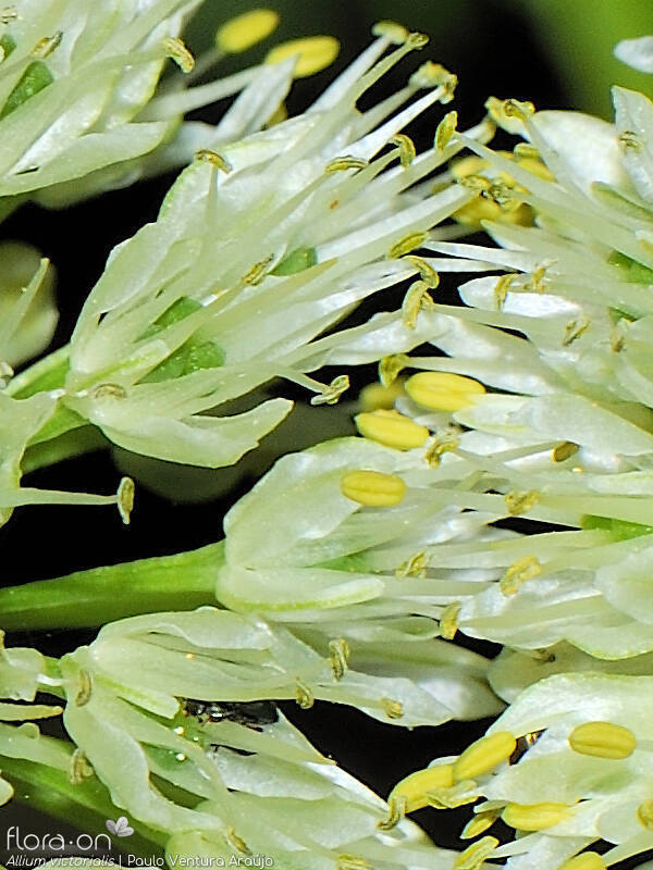 Allium victorialis - Flor (close-up) | Paulo Ventura Araújo; CC BY-NC 4.0