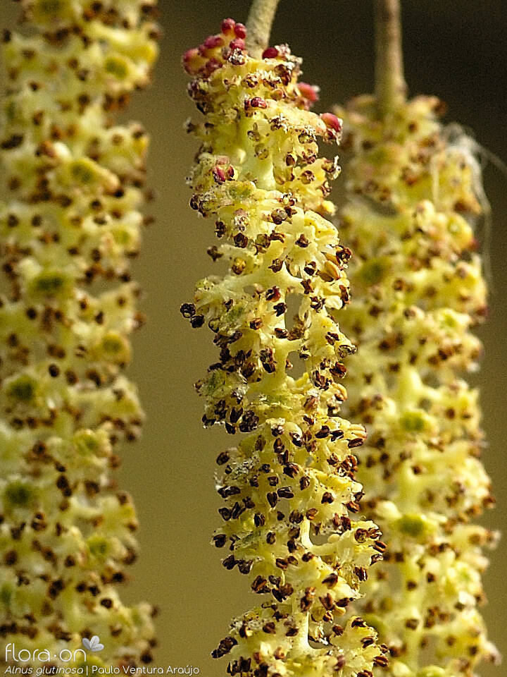 Alnus glutinosa - Flor (close-up) | Paulo Ventura Araújo; CC BY-NC 4.0