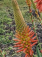 Aloe arborescens