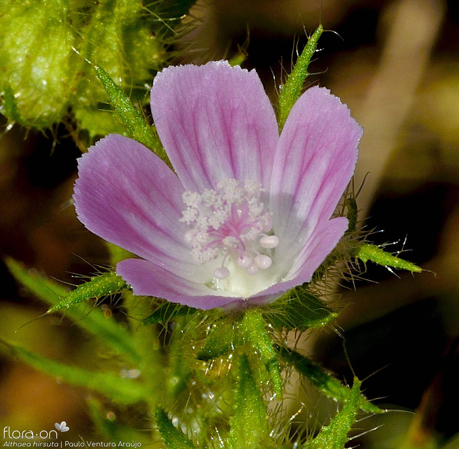 Althaea hirsuta - Flor (close-up) | Paulo Ventura Araújo; CC BY-NC 4.0