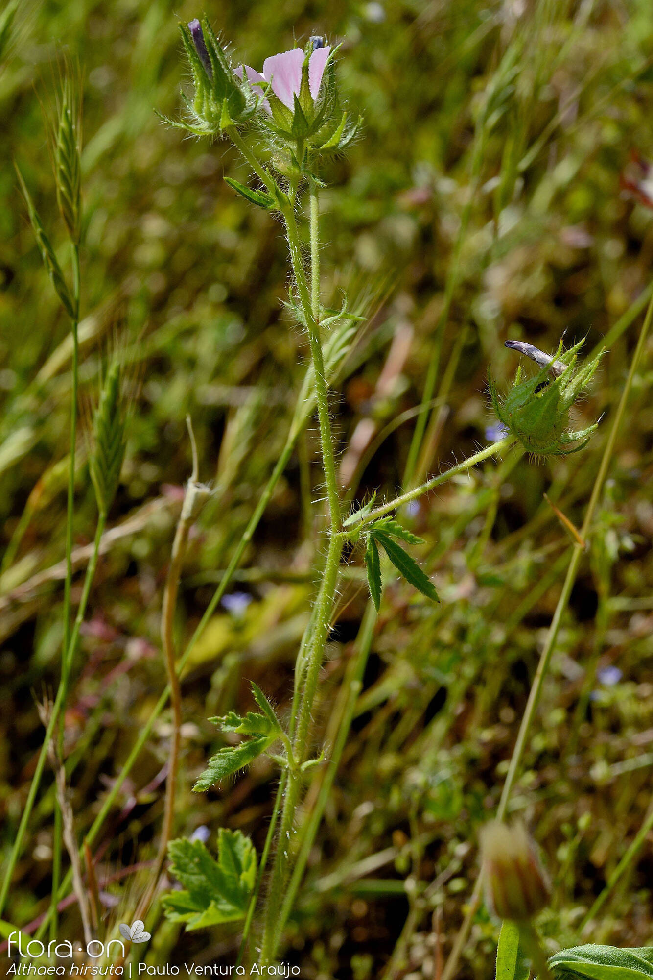 Althaea hirsuta - Hábito | Paulo Ventura Araújo; CC BY-NC 4.0