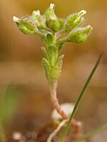 Alyssum minutum