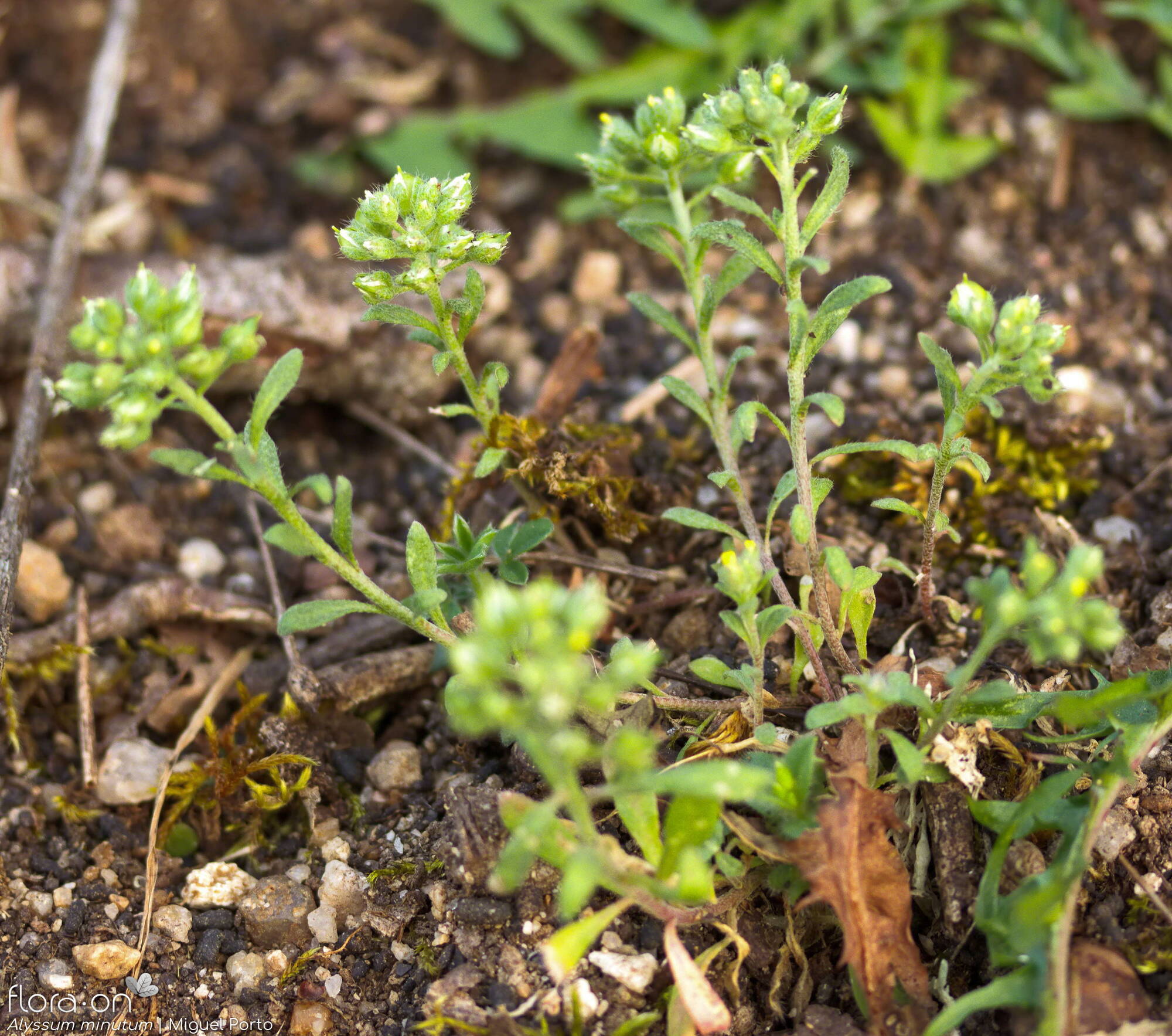 Alyssum minutum - Hábito | Miguel Porto; CC BY-NC 4.0