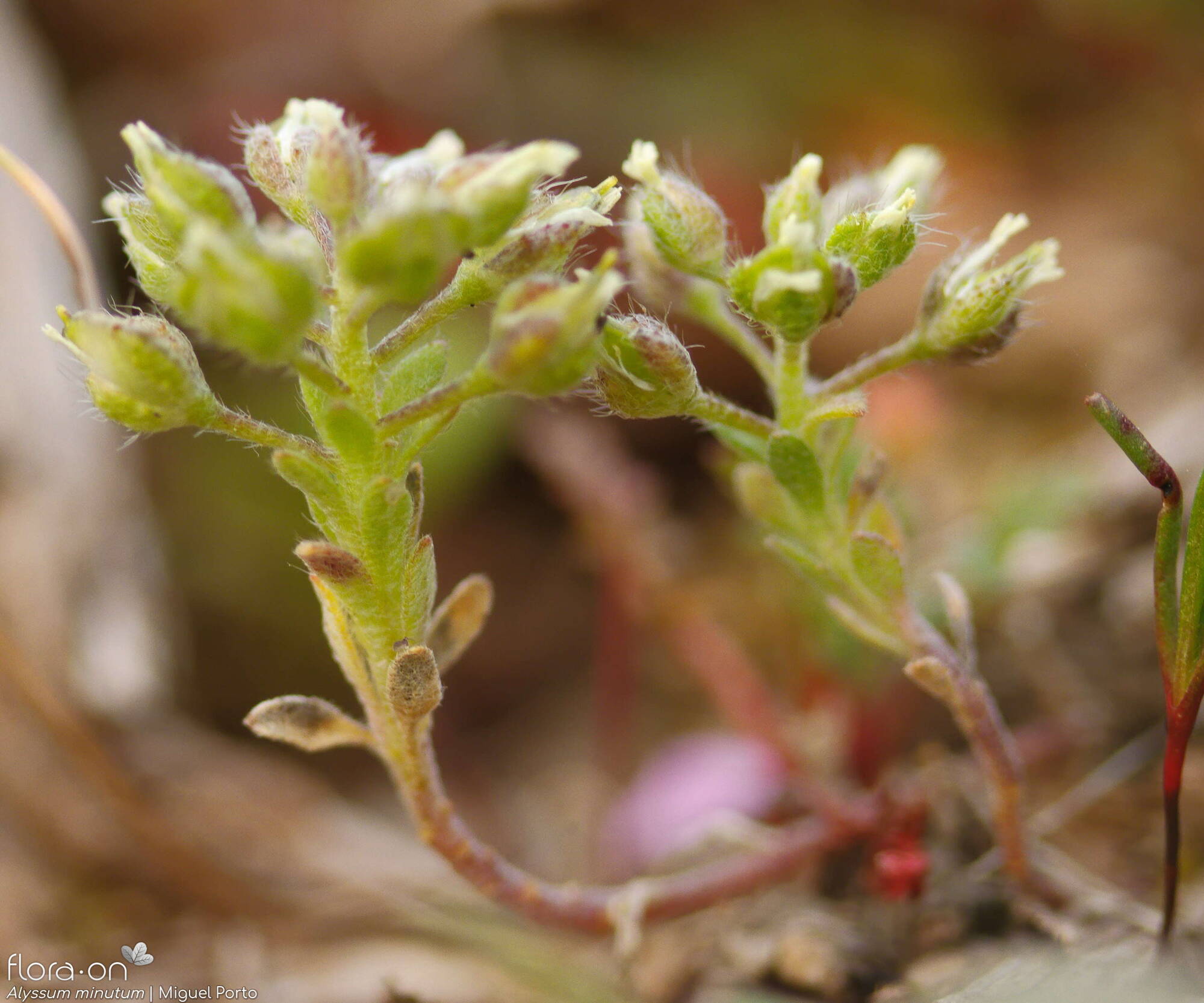 Alyssum minutum - Hábito | Miguel Porto; CC BY-NC 4.0