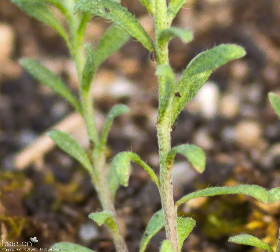 Alyssum minutum - Folha (geral) | Miguel Porto; CC BY-NC 4.0