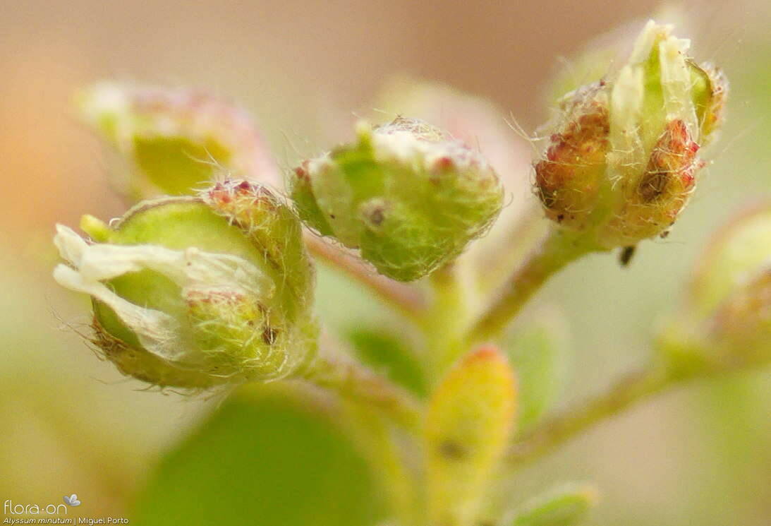 Alyssum minutum - Fruto | Miguel Porto; CC BY-NC 4.0