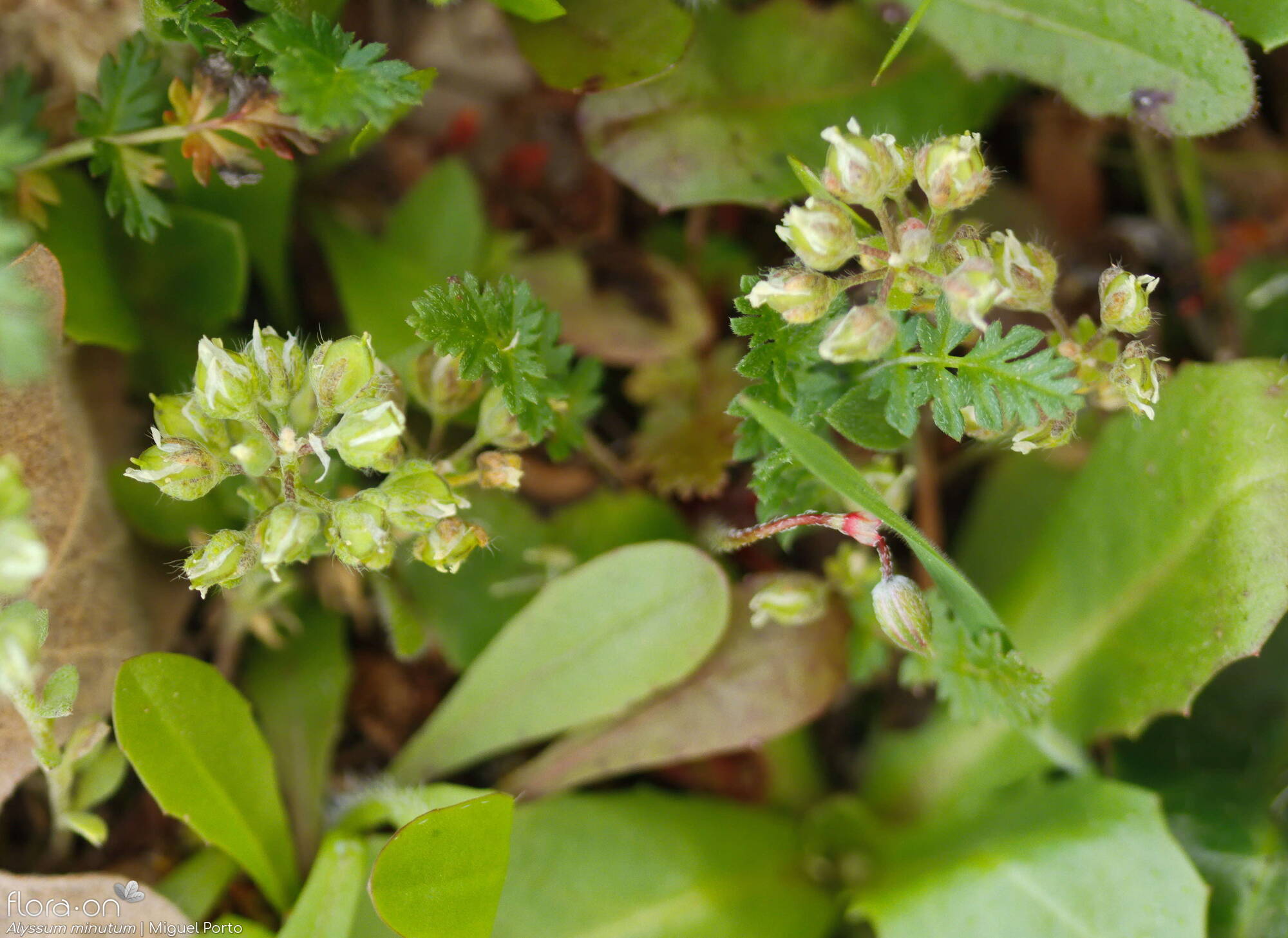 Alyssum minutum - Hábito | Miguel Porto; CC BY-NC 4.0