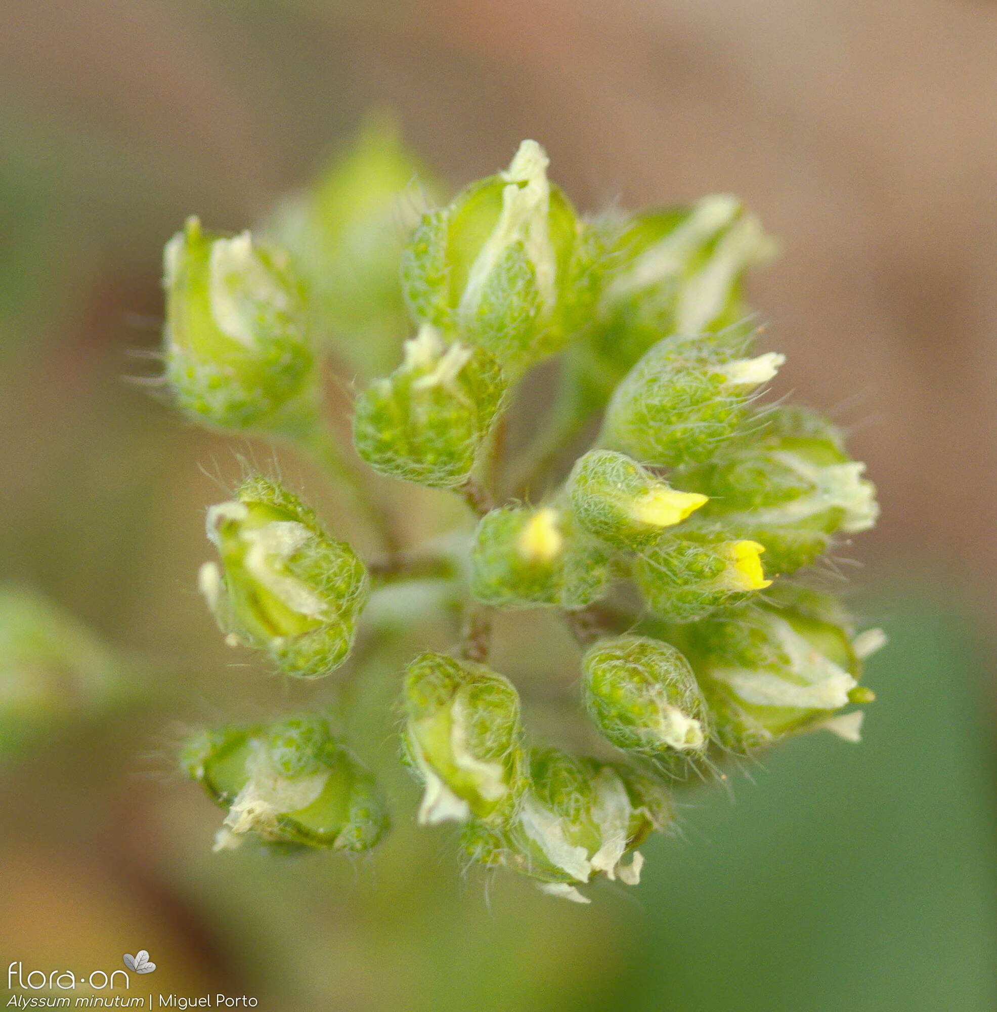 Alyssum minutum - Flor (geral) | Miguel Porto; CC BY-NC 4.0