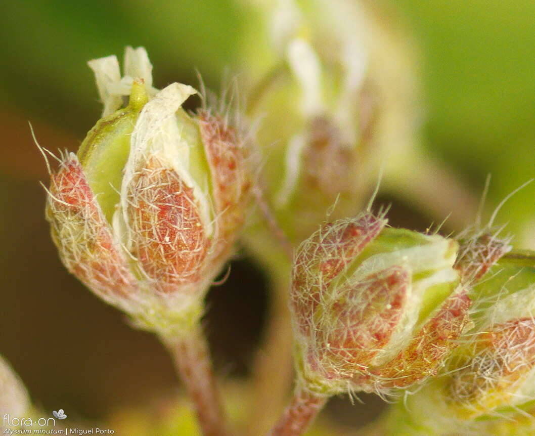 Alyssum minutum - Cálice | Miguel Porto; CC BY-NC 4.0