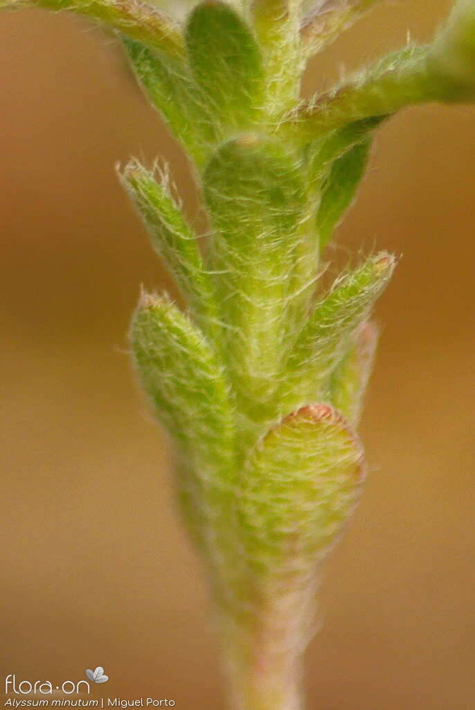 Alyssum minutum - Folha | Miguel Porto; CC BY-NC 4.0