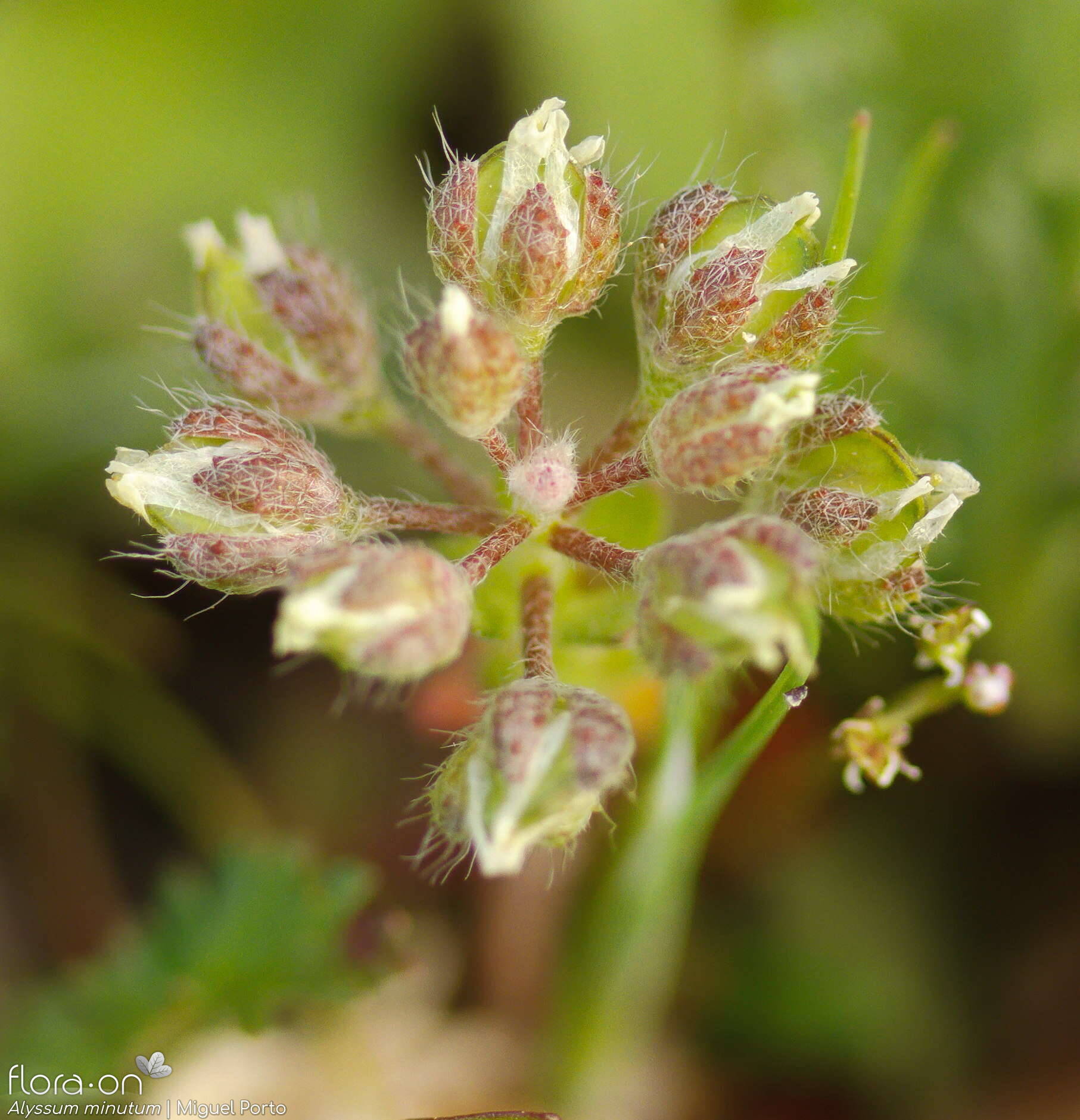 Alyssum minutum - Flor (geral) | Miguel Porto; CC BY-NC 4.0