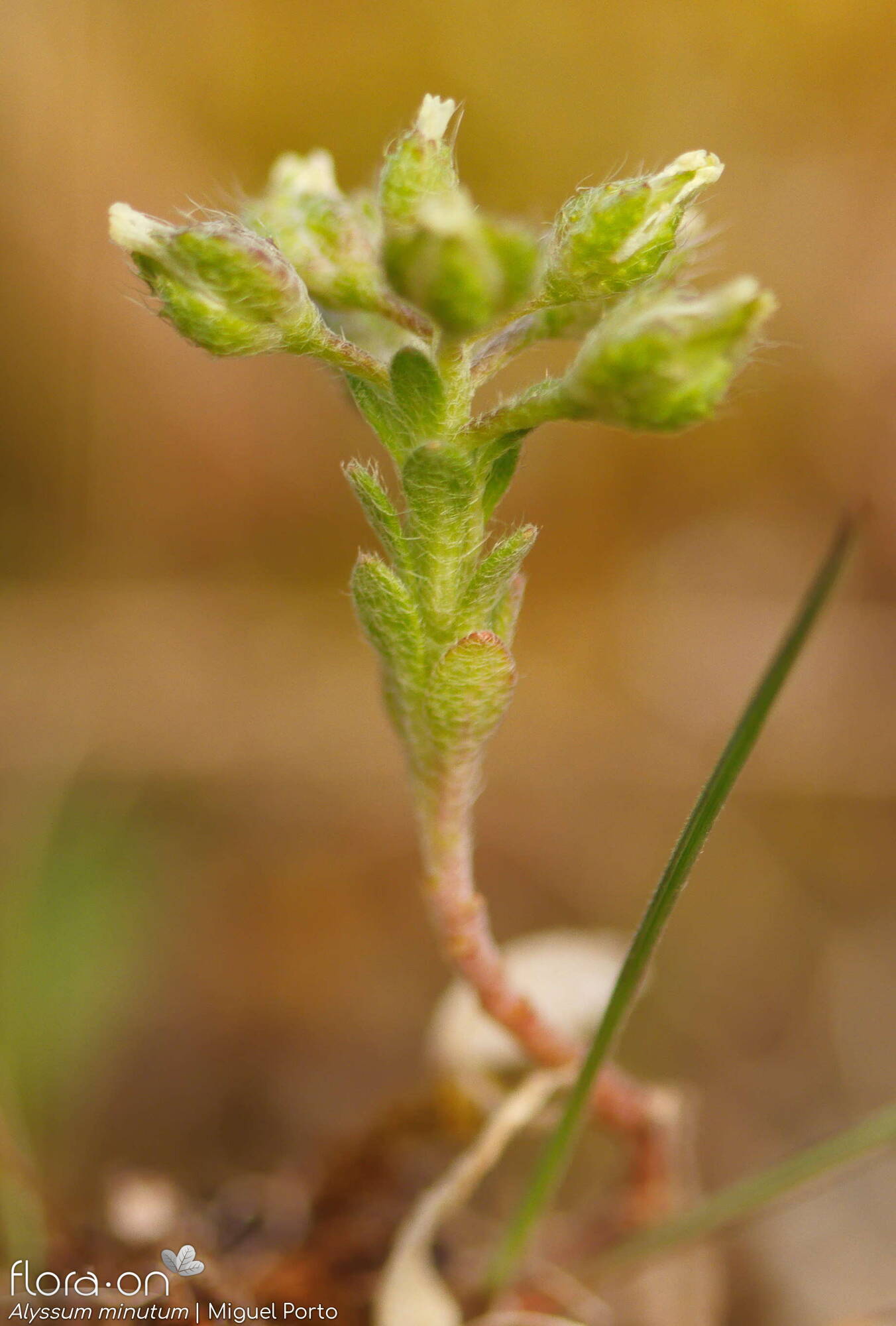 Alyssum minutum - Hábito | Miguel Porto; CC BY-NC 4.0