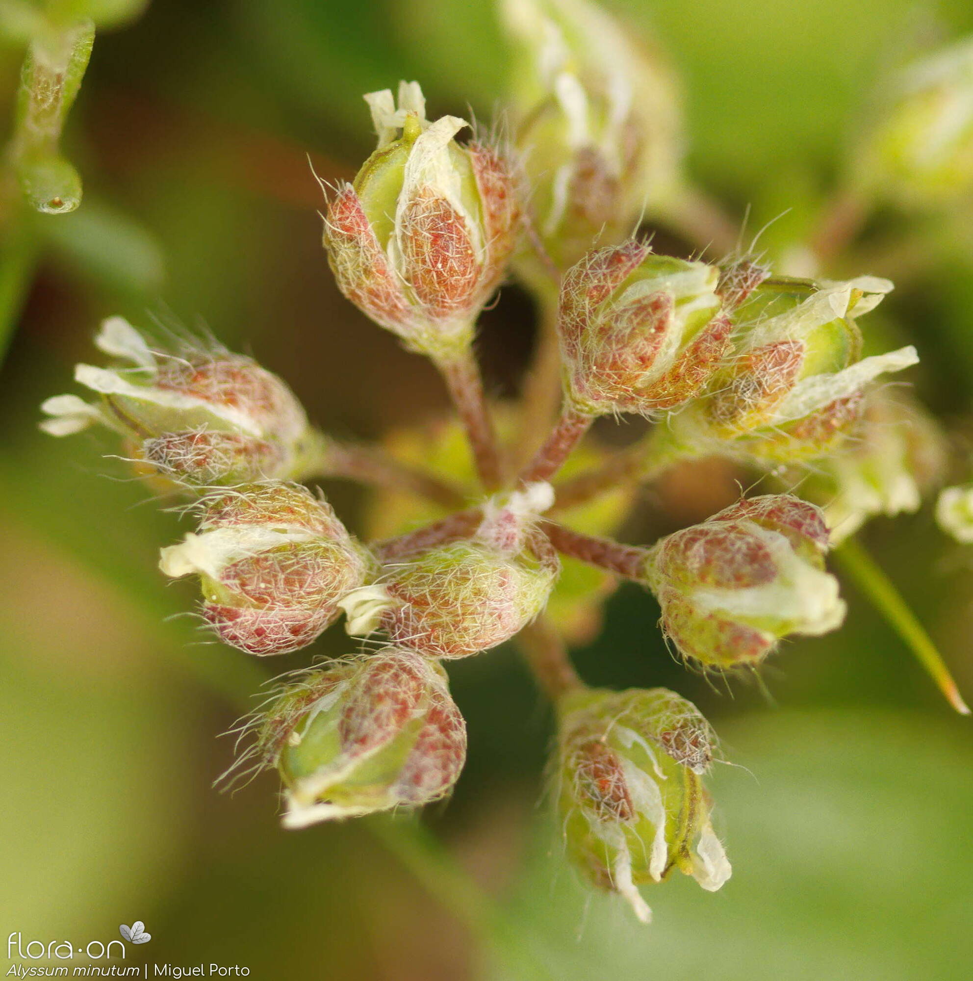 Alyssum minutum - Flor (geral) | Miguel Porto; CC BY-NC 4.0