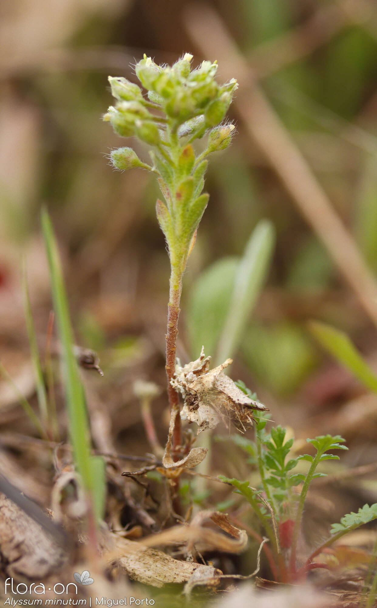 Alyssum minutum - Hábito | Miguel Porto; CC BY-NC 4.0