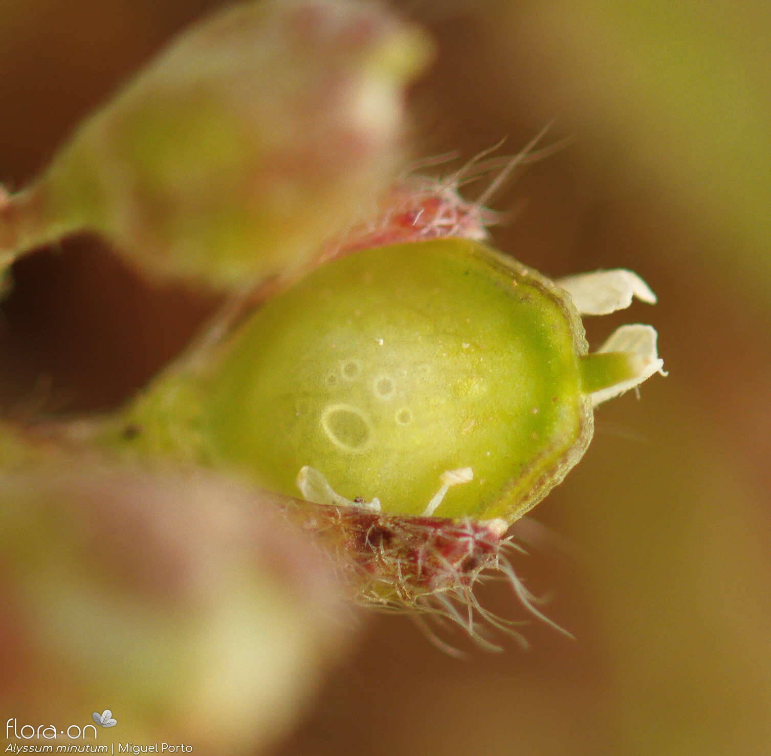 Alyssum minutum - Fruto | Miguel Porto; CC BY-NC 4.0