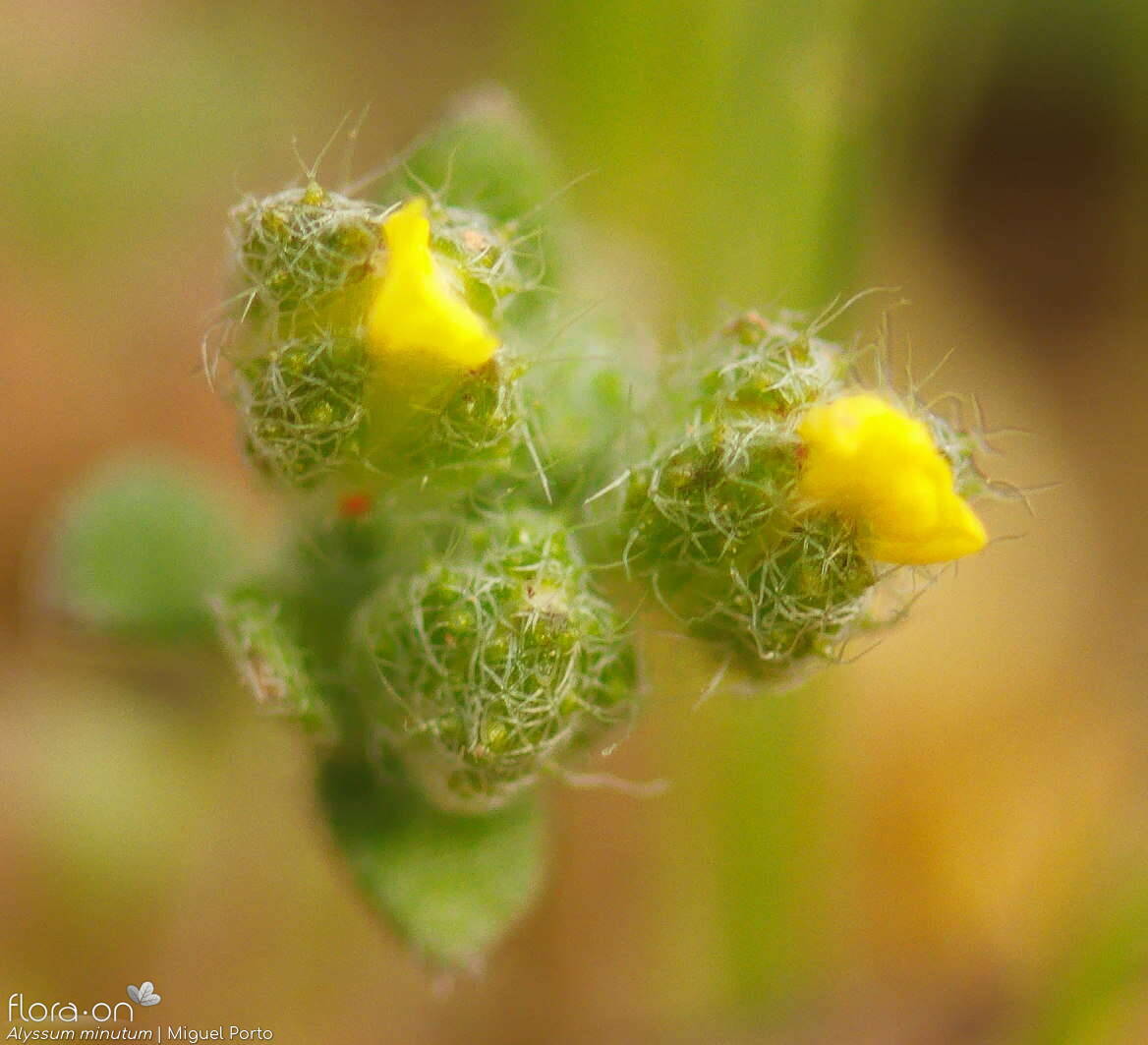 Alyssum minutum - Flor (close-up) | Miguel Porto; CC BY-NC 4.0