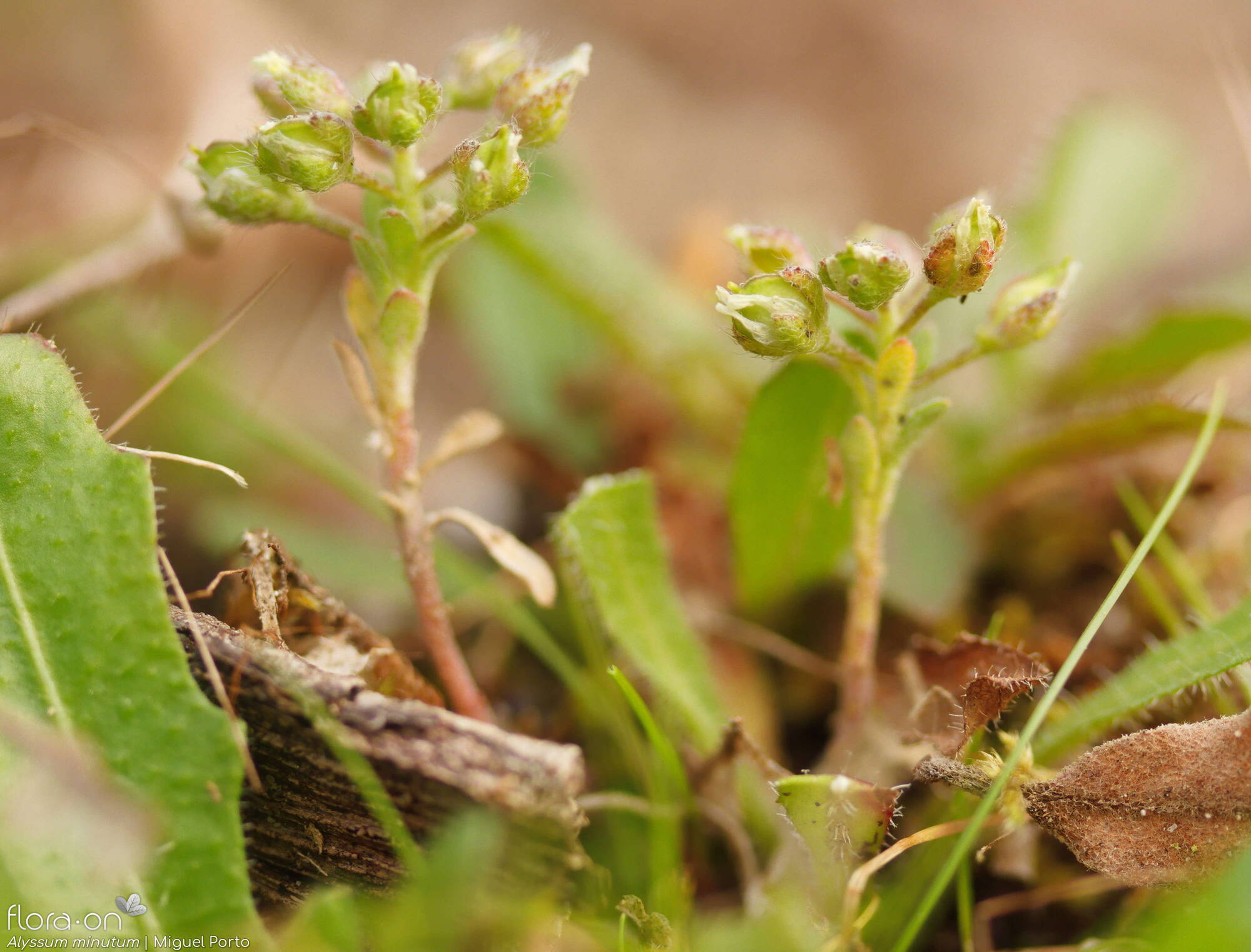 Alyssum minutum - Hábito | Miguel Porto; CC BY-NC 4.0