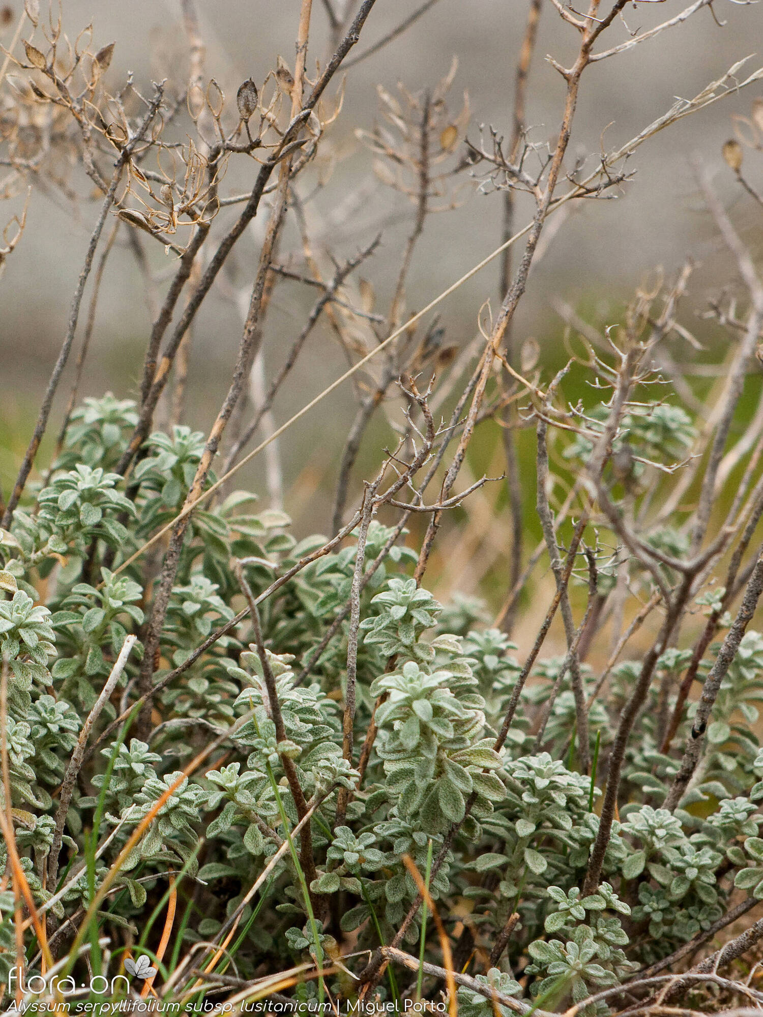 Alyssum serpyllifolium lusitanicum - Hábito | Miguel Porto; CC BY-NC 4.0