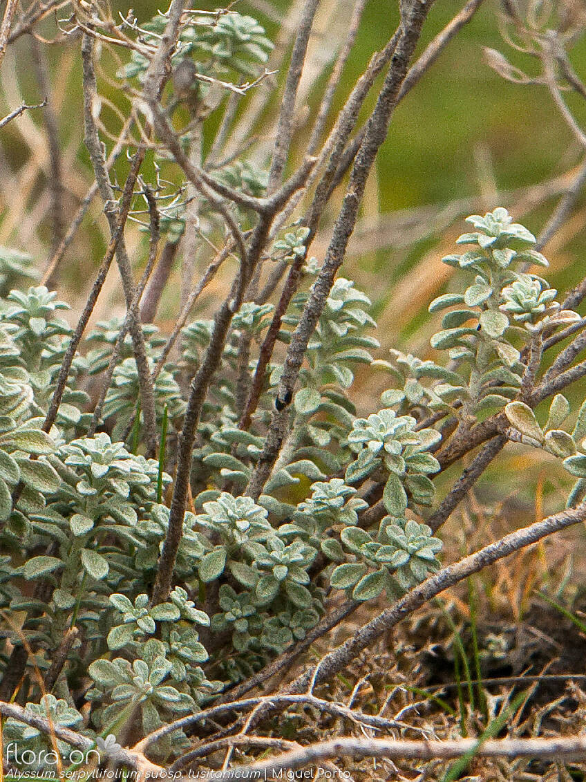 Alyssum serpyllifolium lusitanicum - Hábito | Miguel Porto; CC BY-NC 4.0