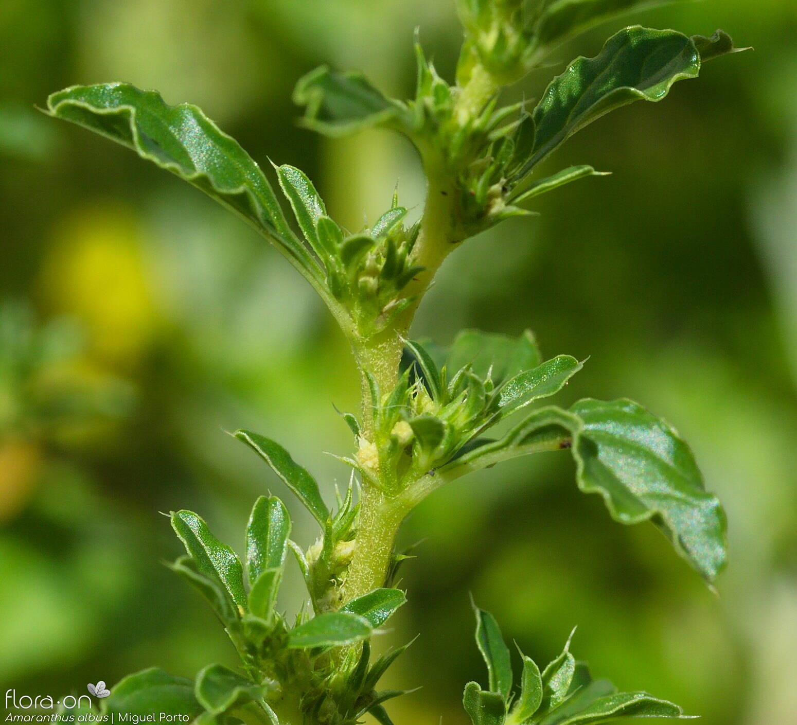 Amaranthus albus - Flor (geral) | Miguel Porto; CC BY-NC 4.0
