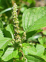 Amaranthus blitum