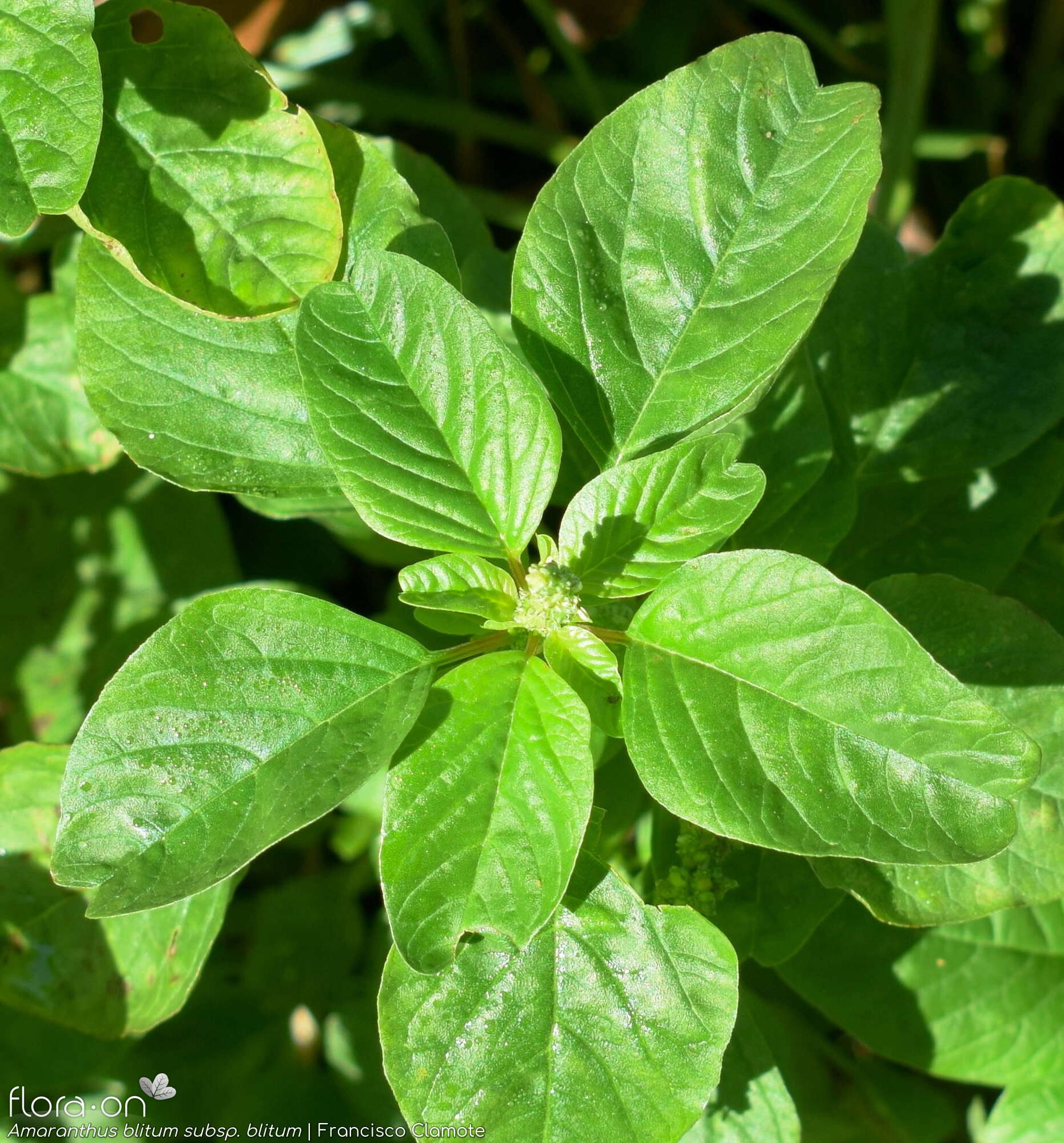 Amaranthus blitum - Folha (geral) | Francisco Clamote; CC BY-NC 4.0