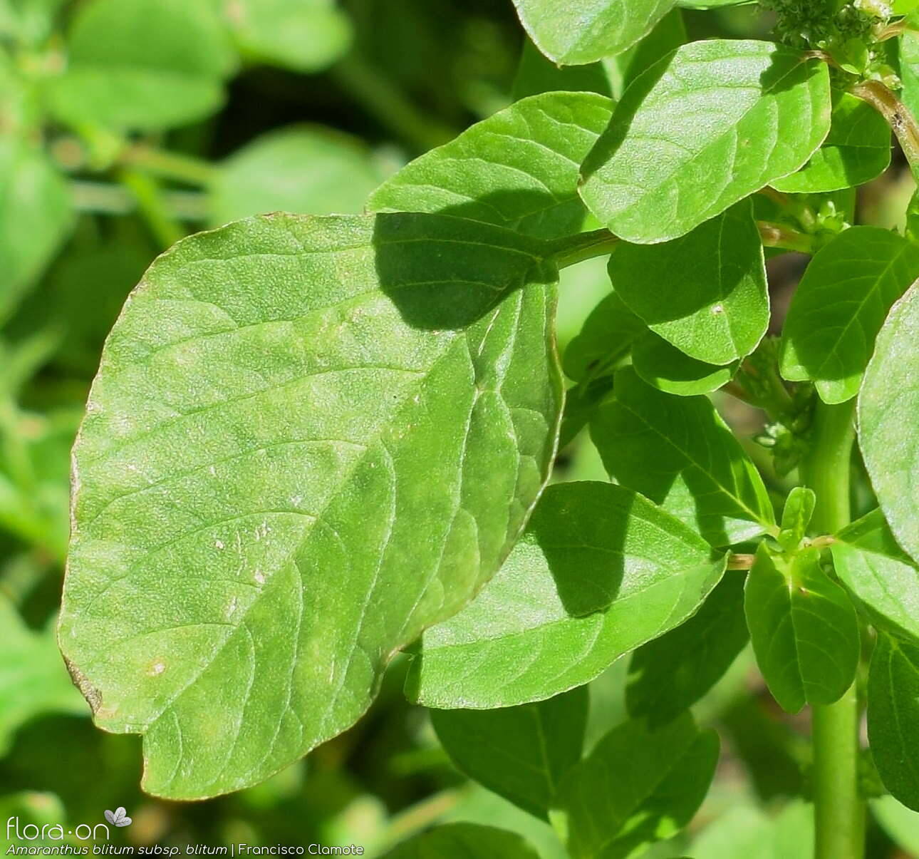 Amaranthus blitum - Folha | Francisco Clamote; CC BY-NC 4.0