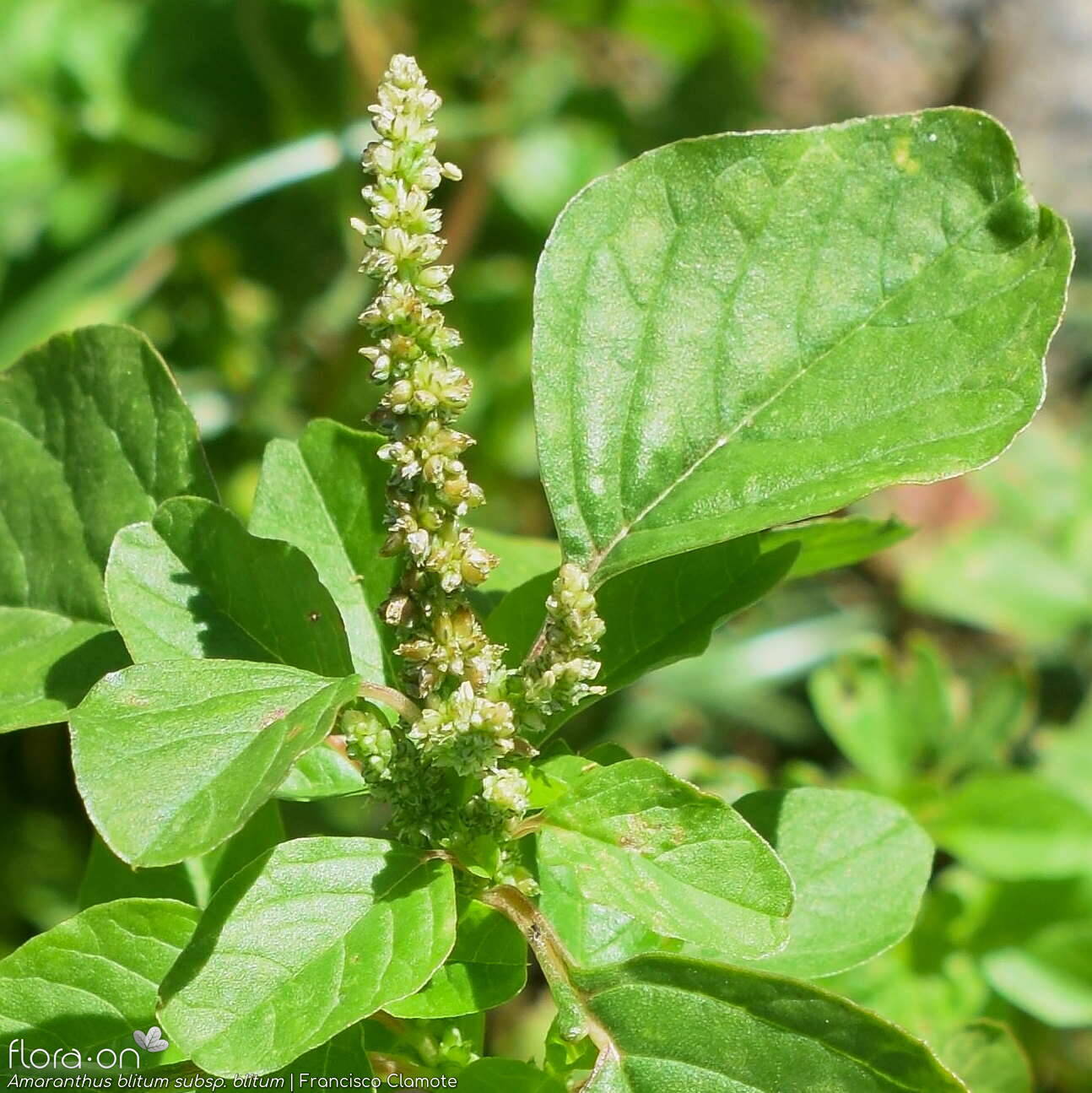 Amaranthus blitum - Flor (geral) | Francisco Clamote; CC BY-NC 4.0
