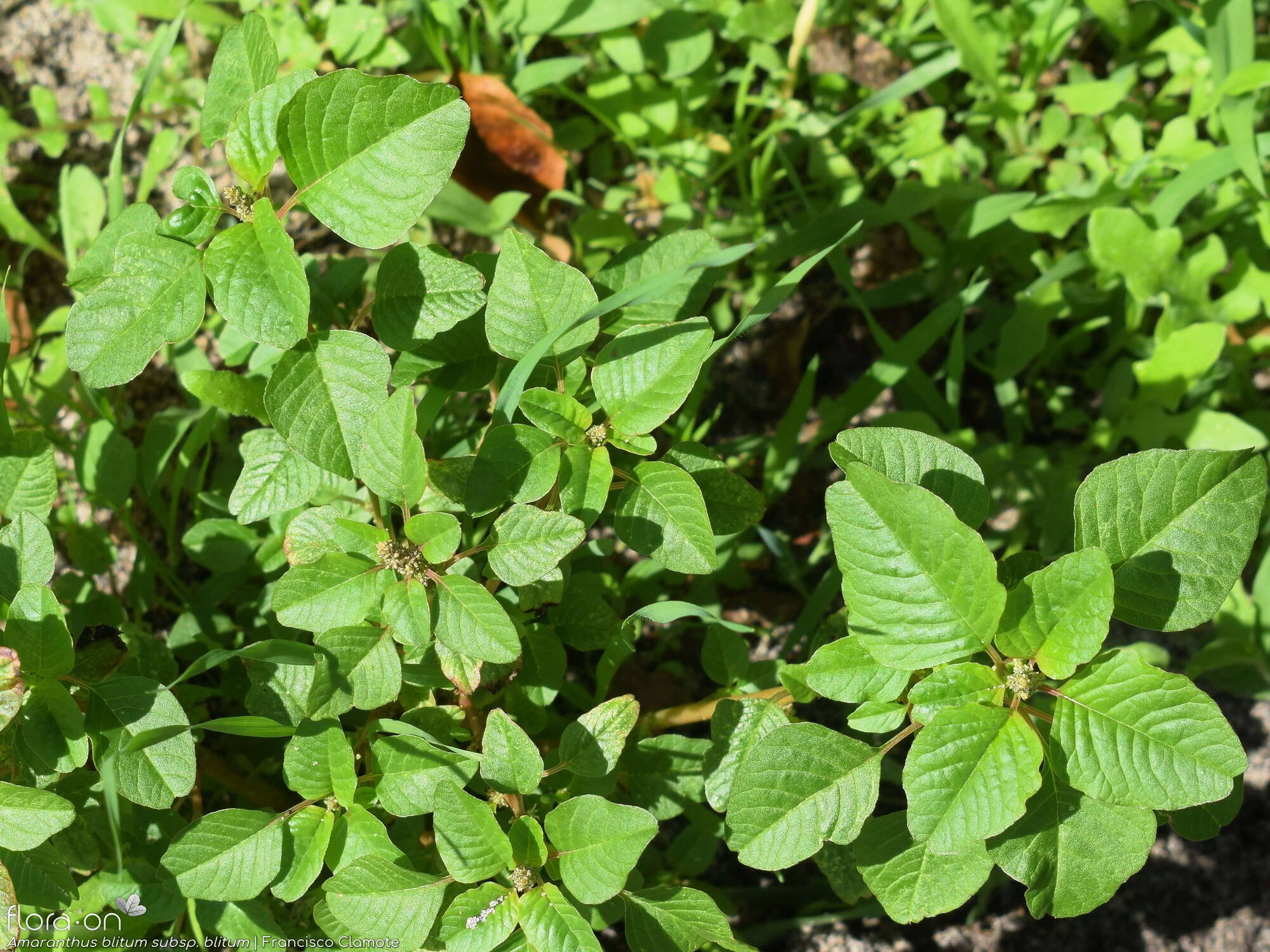 Amaranthus blitum - Hábito | Francisco Clamote; CC BY-NC 4.0