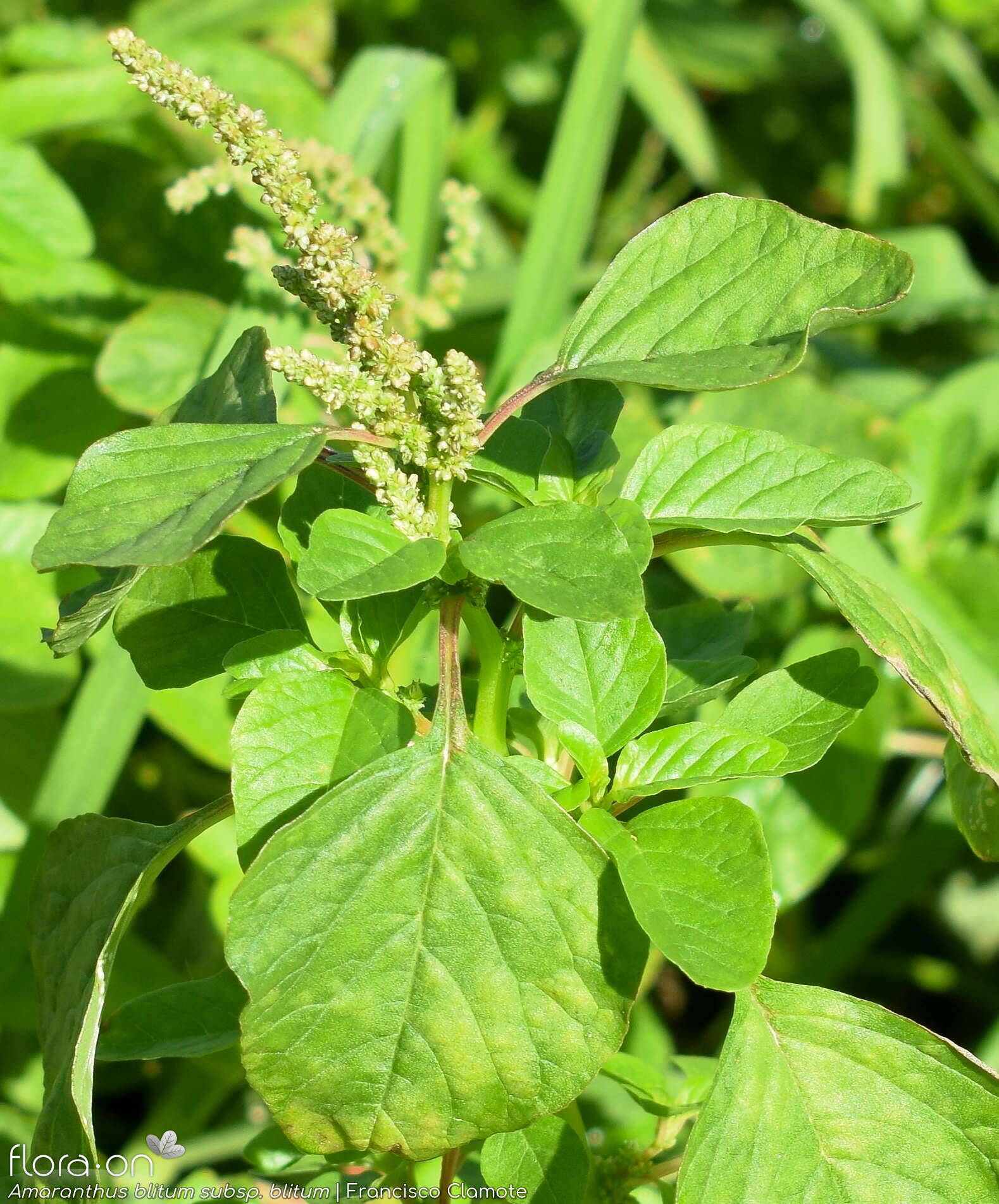Amaranthus blitum - Flor (geral) | Francisco Clamote; CC BY-NC 4.0