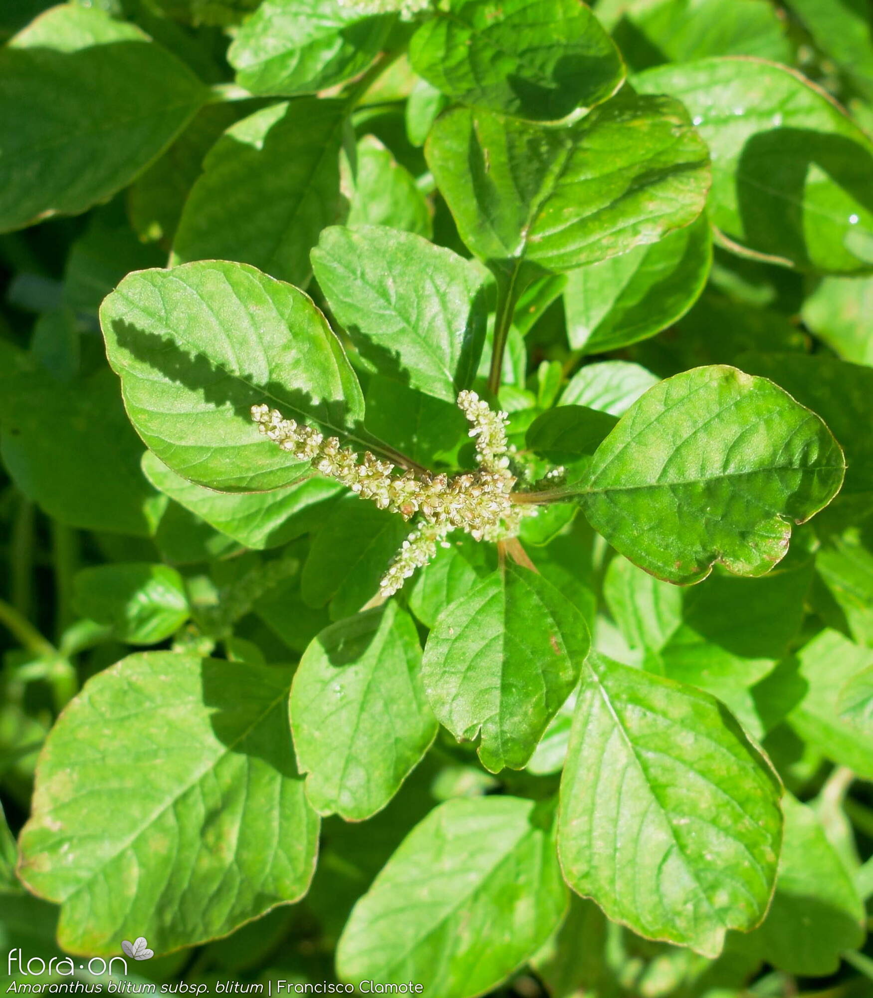 Amaranthus blitum - Hábito | Francisco Clamote; CC BY-NC 4.0
