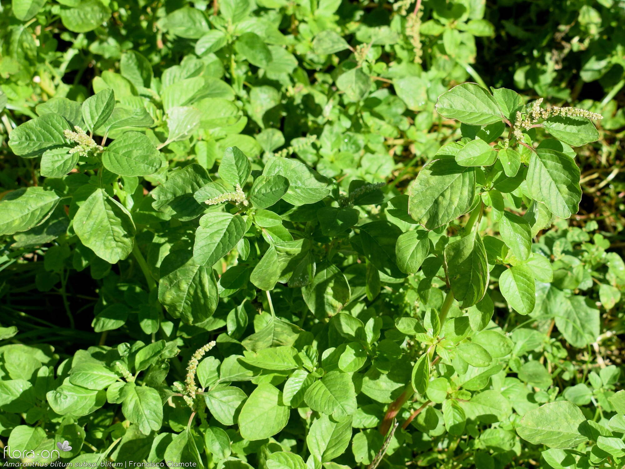Amaranthus blitum - Hábito | Francisco Clamote; CC BY-NC 4.0