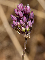 Amaryllidaceae