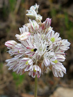 Amaryllidaceae