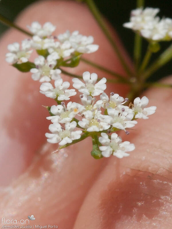 Ammoides pusilla - Flor (close-up) | Miguel Porto; CC BY-NC 4.0