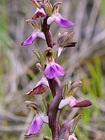 Anacamptis collina