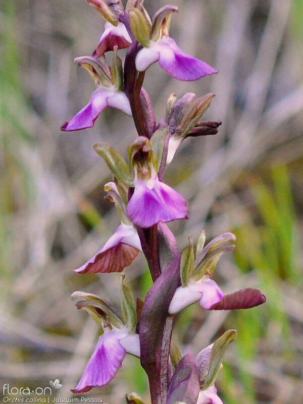 Anacamptis collina - Flor (geral) | Joaquim Pessoa; CC BY-NC 4.0