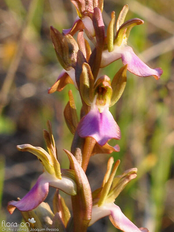 Anacamptis collina - Flor (close-up) | Joaquim Pessoa; CC BY-NC 4.0