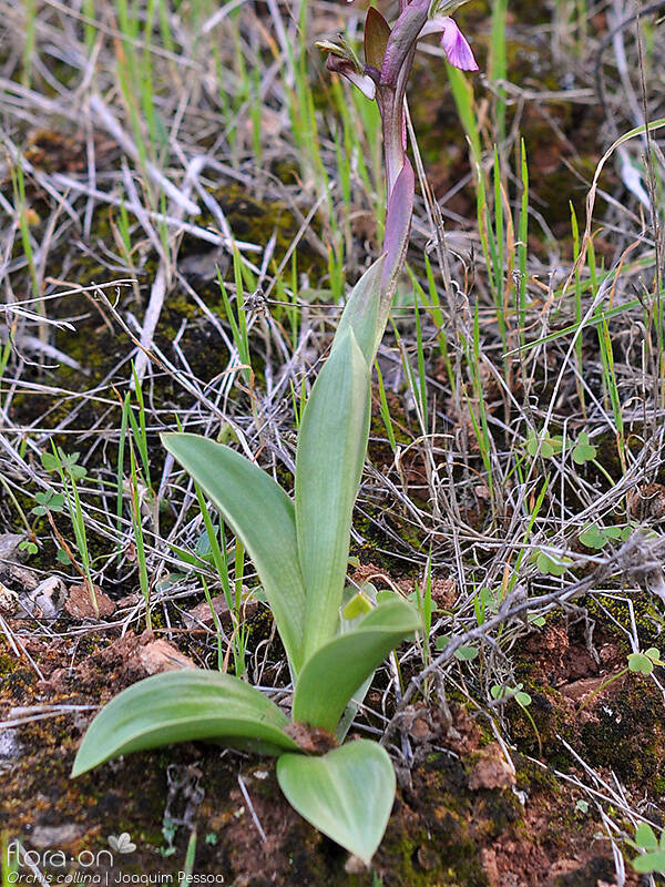 Anacamptis collina - Folha (geral) | Joaquim Pessoa; CC BY-NC 4.0