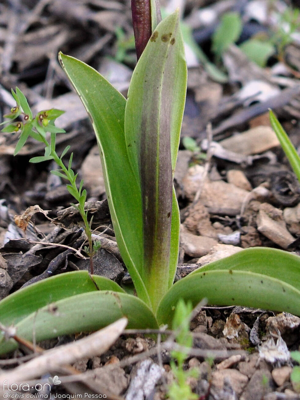 Anacamptis collina - Folha | Joaquim Pessoa; CC BY-NC 4.0