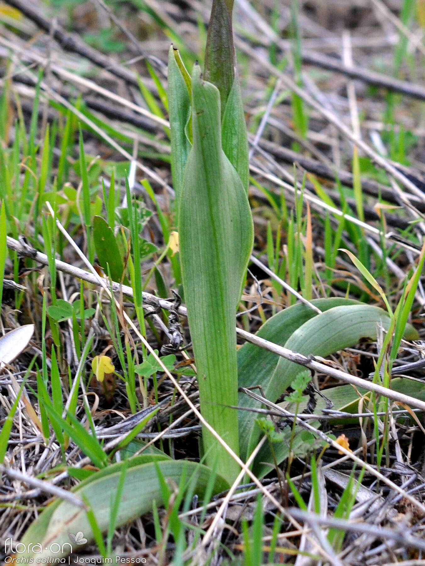 Anacamptis collina - Folha | Joaquim Pessoa; CC BY-NC 4.0