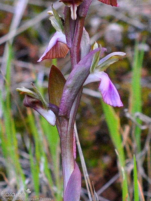 Anacamptis collina - Flor (close-up) | Joaquim Pessoa; CC BY-NC 4.0