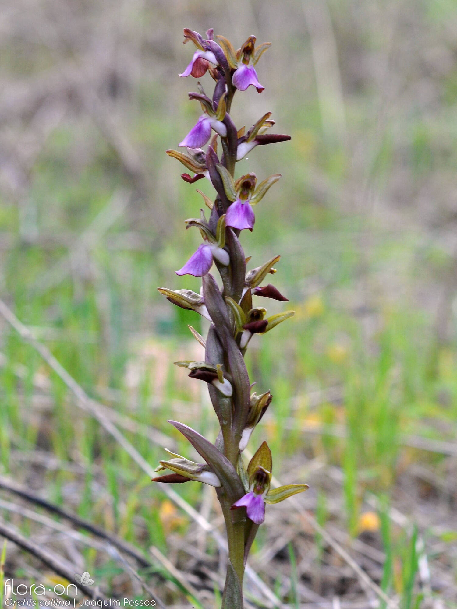 Anacamptis collina - Flor (geral) | Joaquim Pessoa; CC BY-NC 4.0