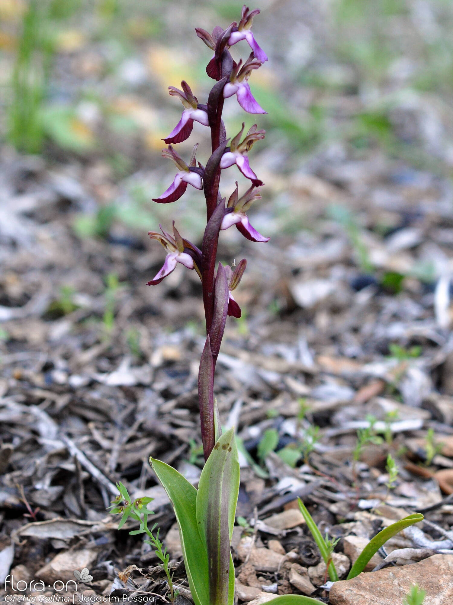 Anacamptis collina - Hábito | Joaquim Pessoa; CC BY-NC 4.0