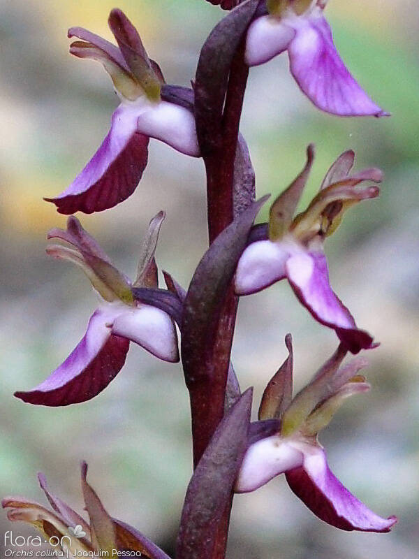 Anacamptis collina - Flor (close-up) | Joaquim Pessoa; CC BY-NC 4.0