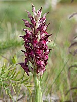 Anacamptis coriophora