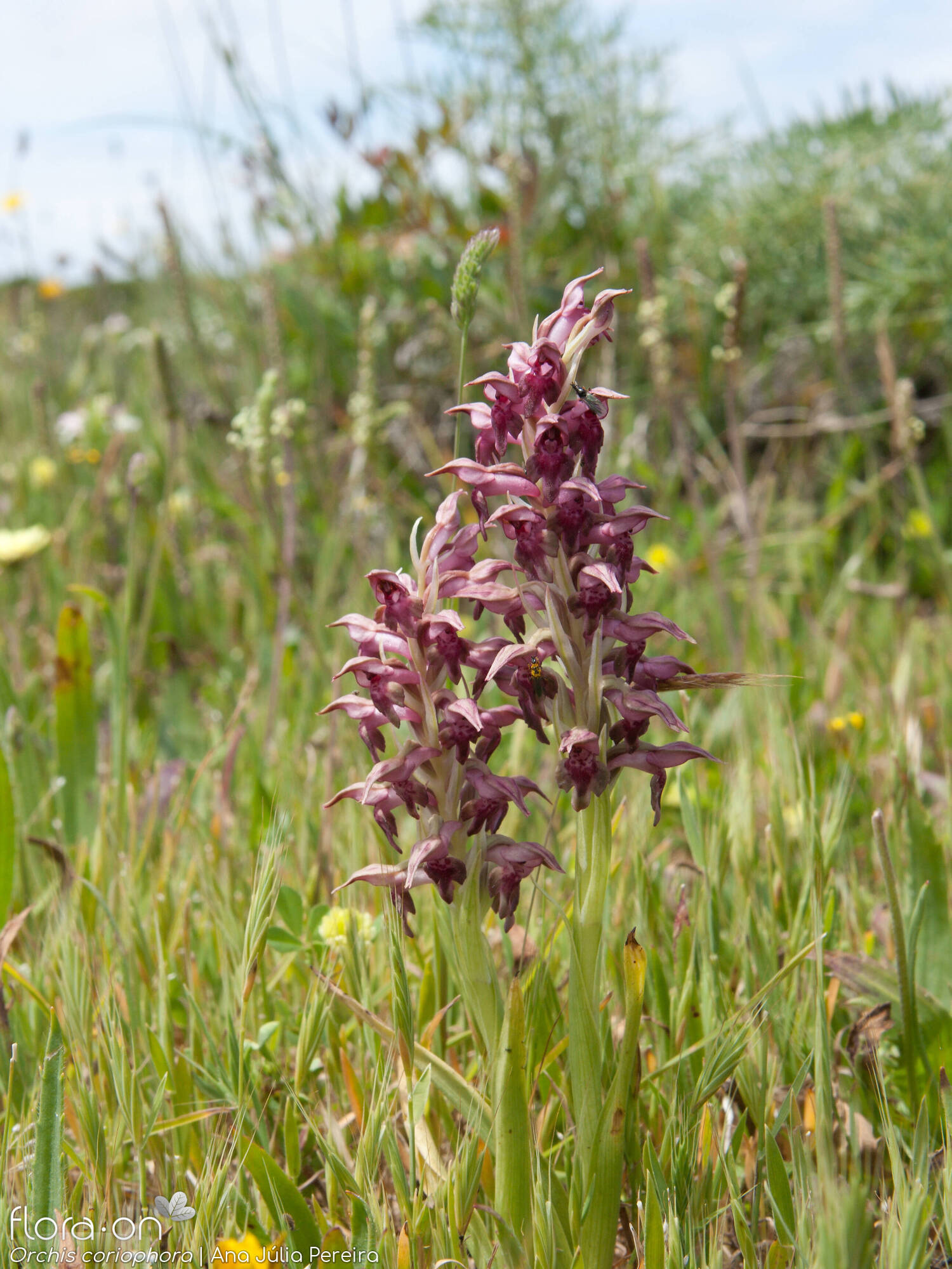Anacamptis coriophora - Hábito | Ana Júlia Pereira; CC BY-NC 4.0