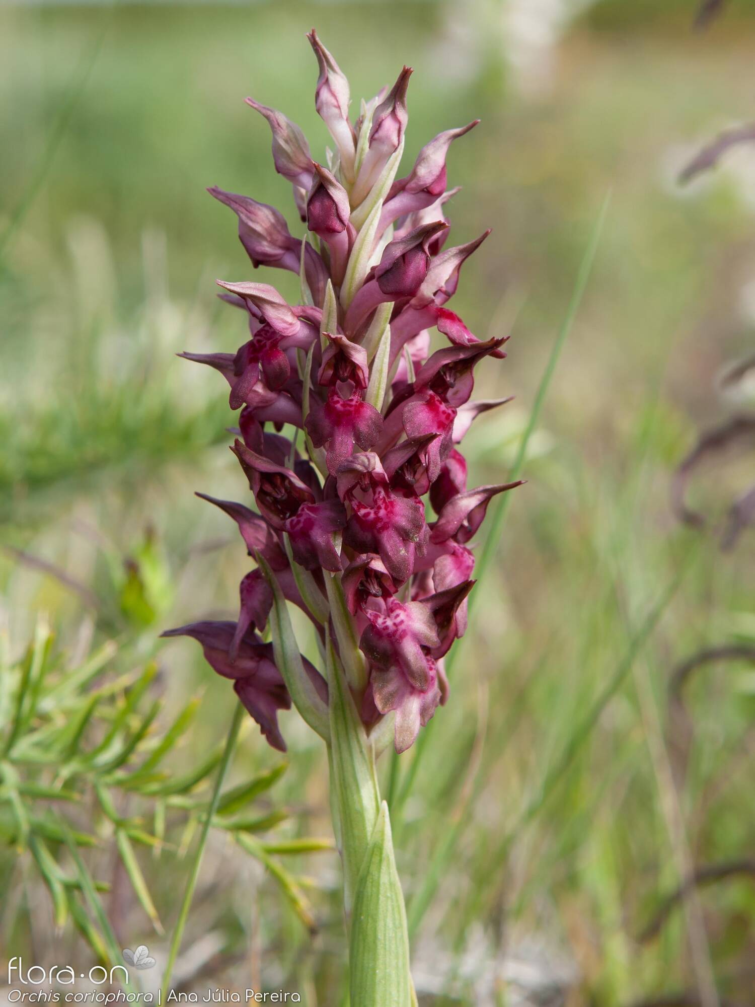 Anacamptis coriophora - Flor (geral) | Ana Júlia Pereira; CC BY-NC 4.0